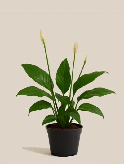 Spathiphyllum Barış Çiçeği Küçük