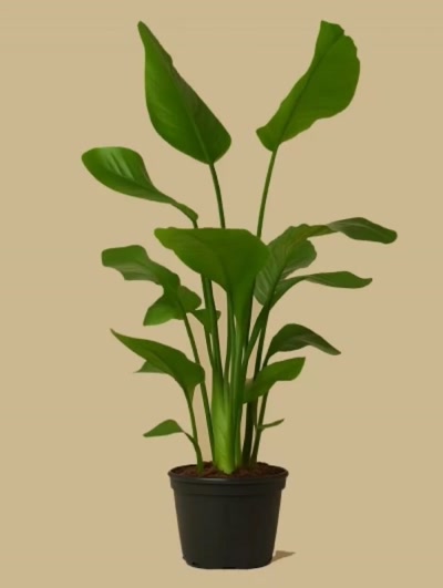 Starliçe - Strelitzia Nicolai 3 Kök 180cm