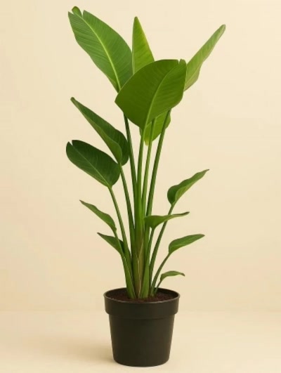 Starliçe Strelitzia Nicolai İki Kök 100cm