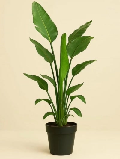 Starliçe Strelitzia Nicolai İki Kök 140cm