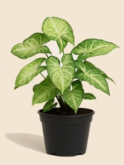 Syngonium Podophyllum