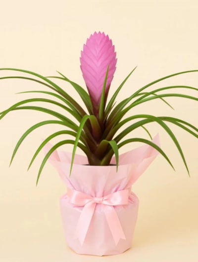 Tillandsia Cyanea Hediye Paketli