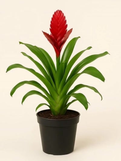 Vriesea Kırmızı