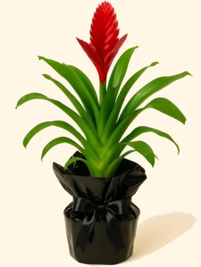 Vriesea Kırmızı Hediye Paketli