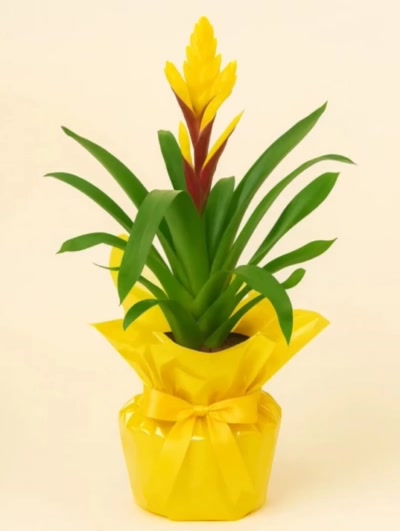 Vriesea Sarı Hediye Paketli