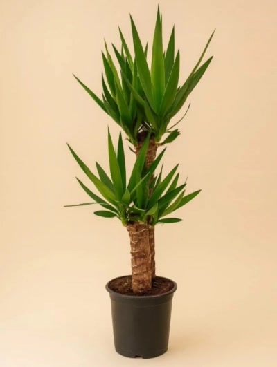 Yucca 2 Kök 100cm