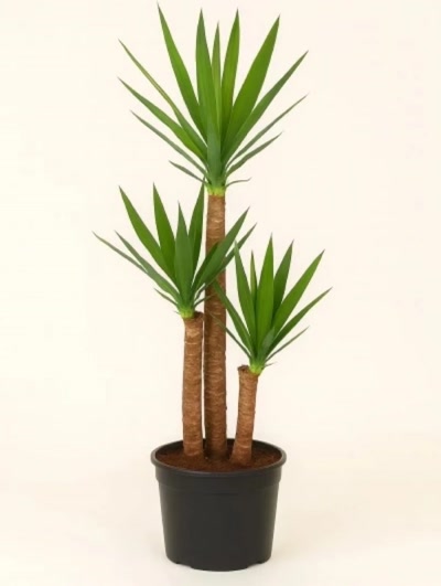 Yucca 3 Kök 130cm