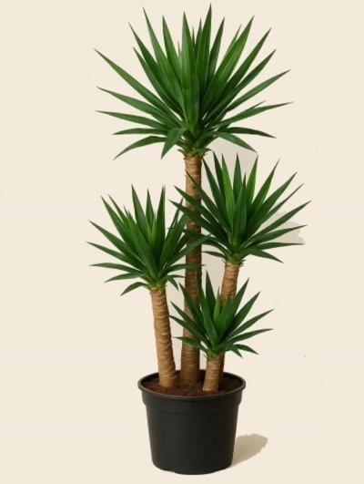 Yucca 4 Kök 190cm