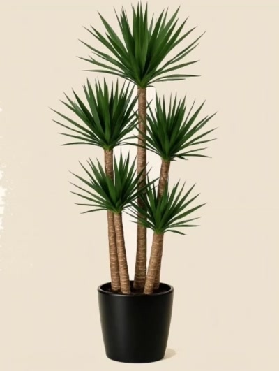Yucca 5 Kök 200cm