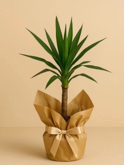 Yucca Tek Kök Hediye Paketli