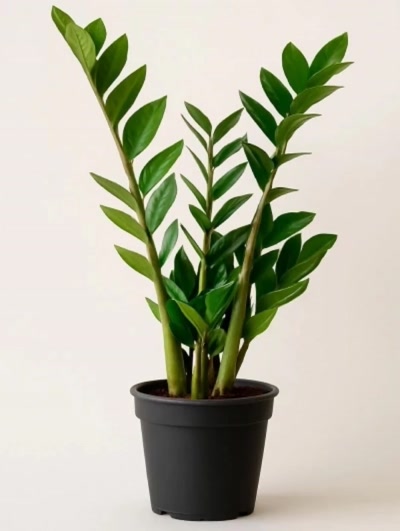 Zamia Zamioculcas 50cm
